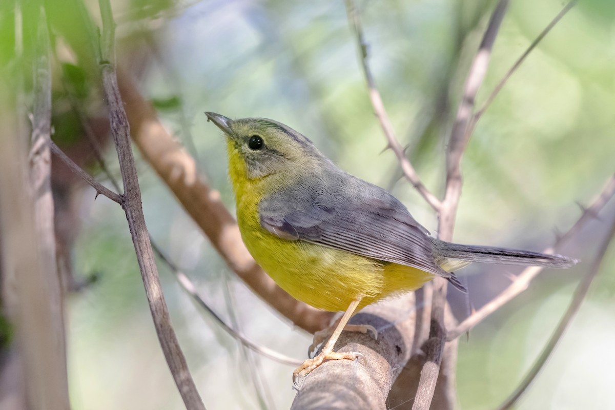 Golden-crowned Warbler - ML430358091
