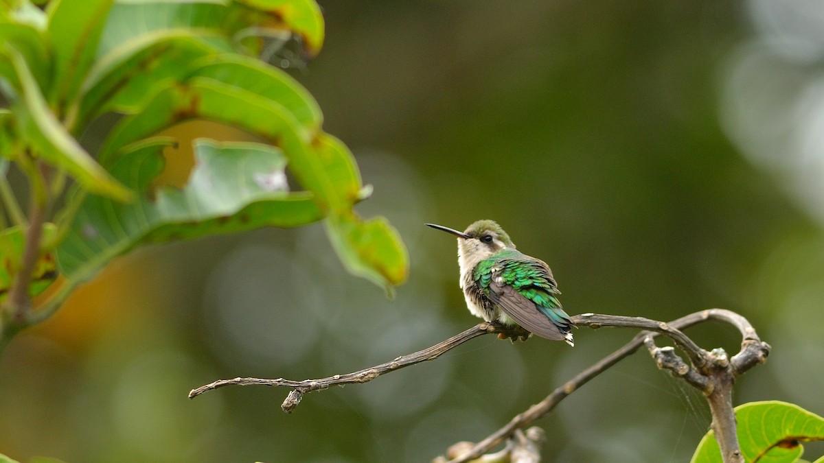 Red-billed Emerald - ML43035951