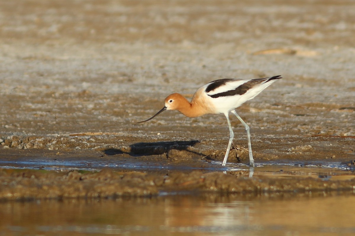 American Avocet - Oscar Johnson