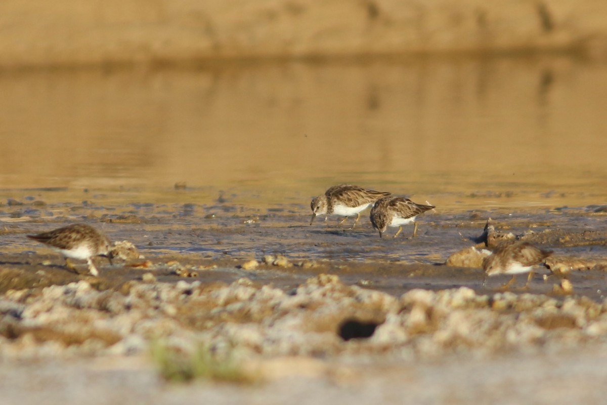 pygmésnipe - ML430359811