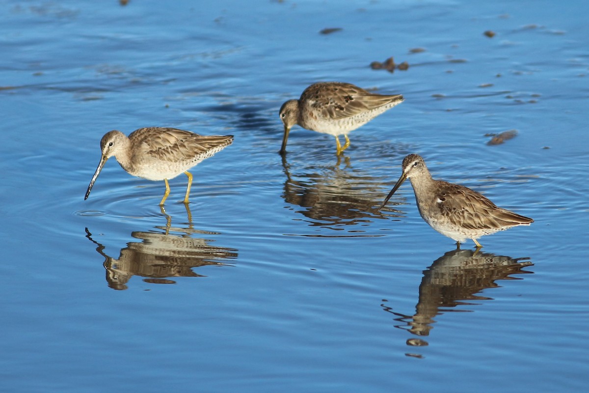 Long-billed Dowitcher - ML430359851
