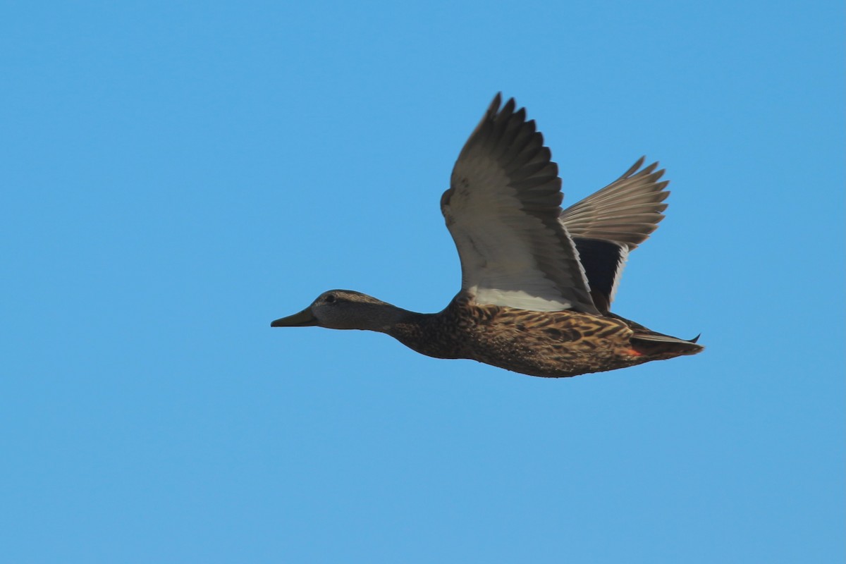 Mexican Duck - ML430359871