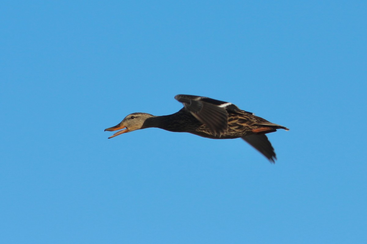 Mexican Duck - ML430359881