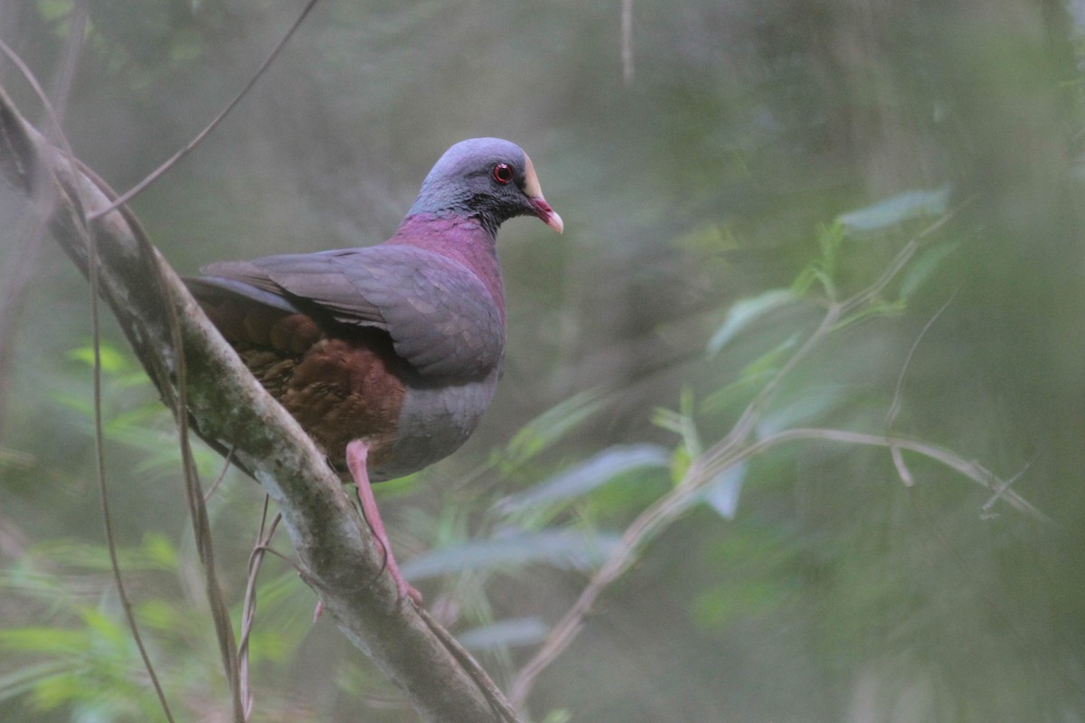 White-fronted Quail-Dove - ML430360871