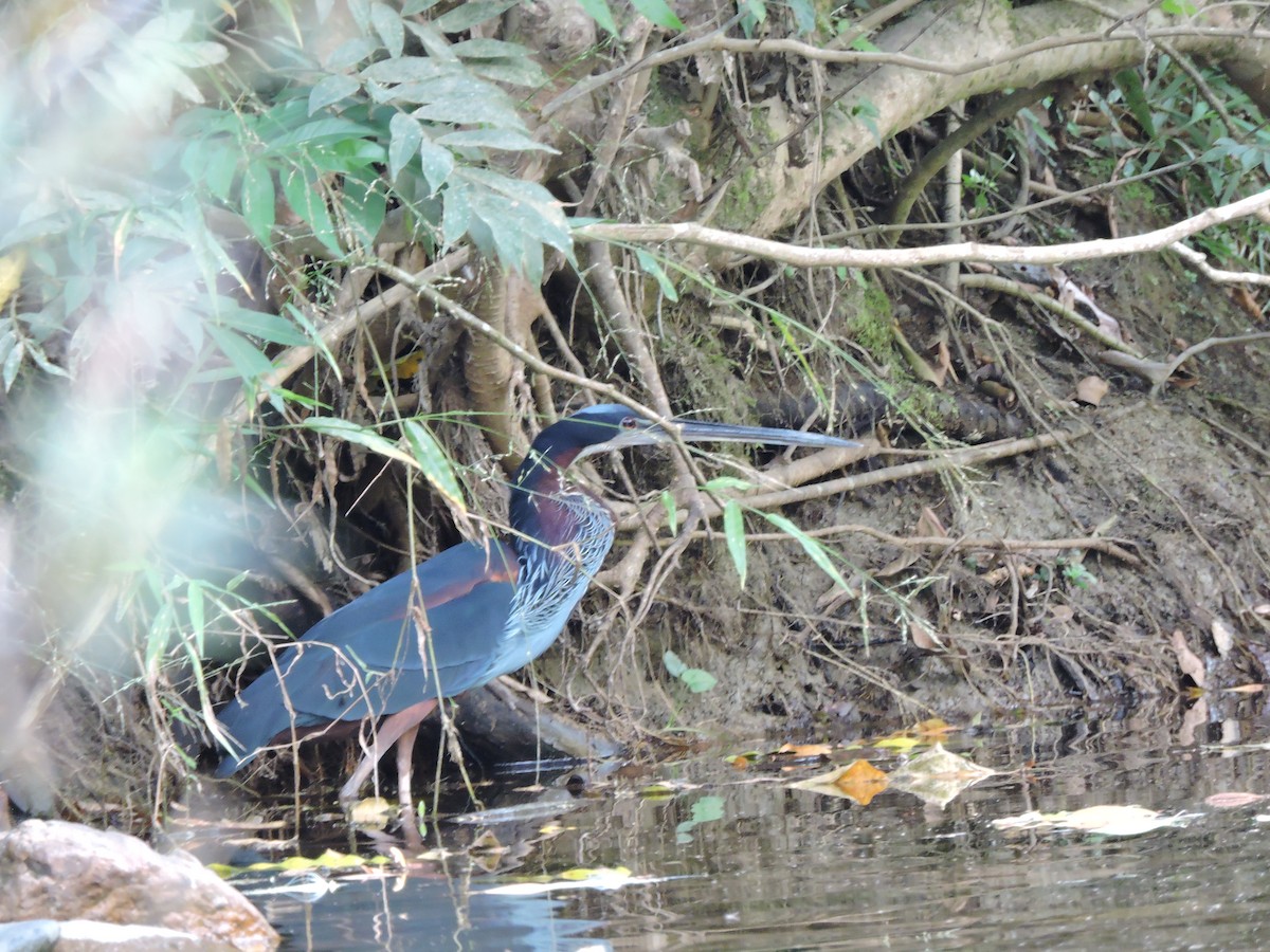 Agami Heron - ML430361641