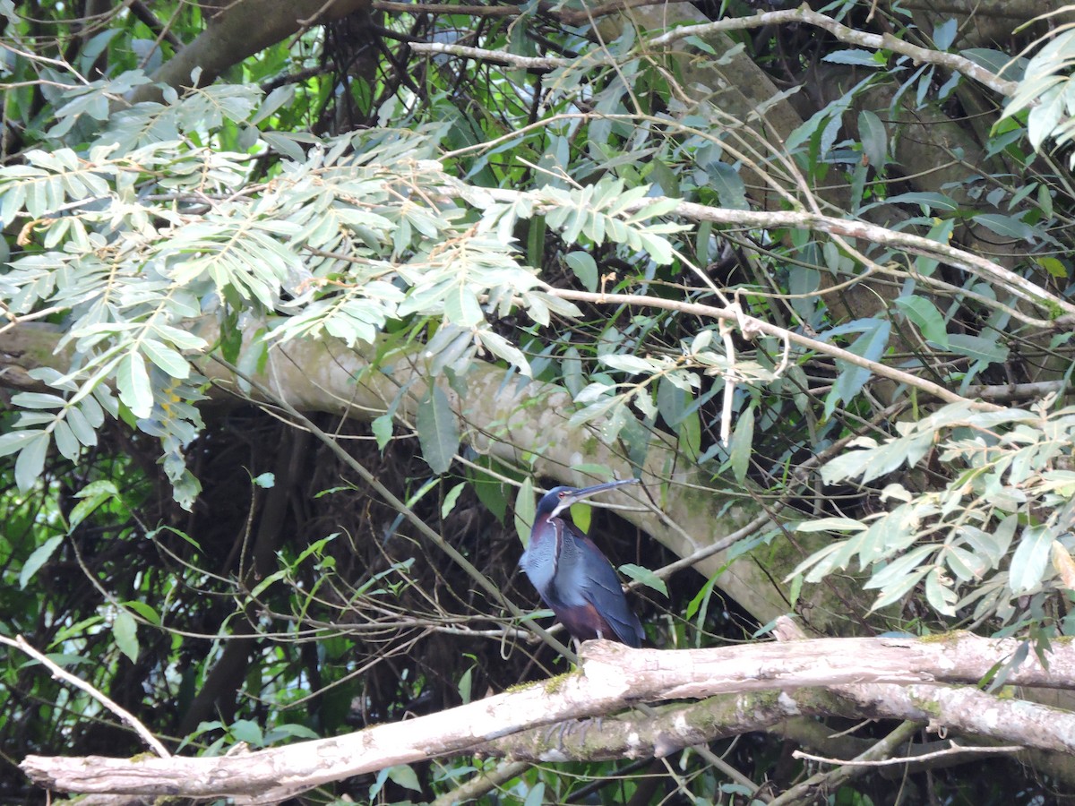 Agami Heron - ML430361721