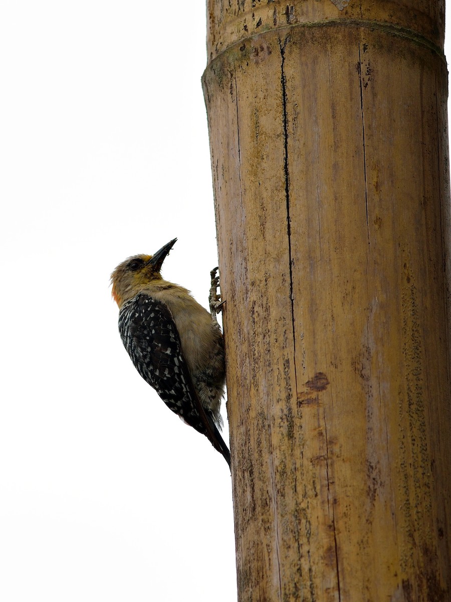 Red-crowned Woodpecker - ML43036181