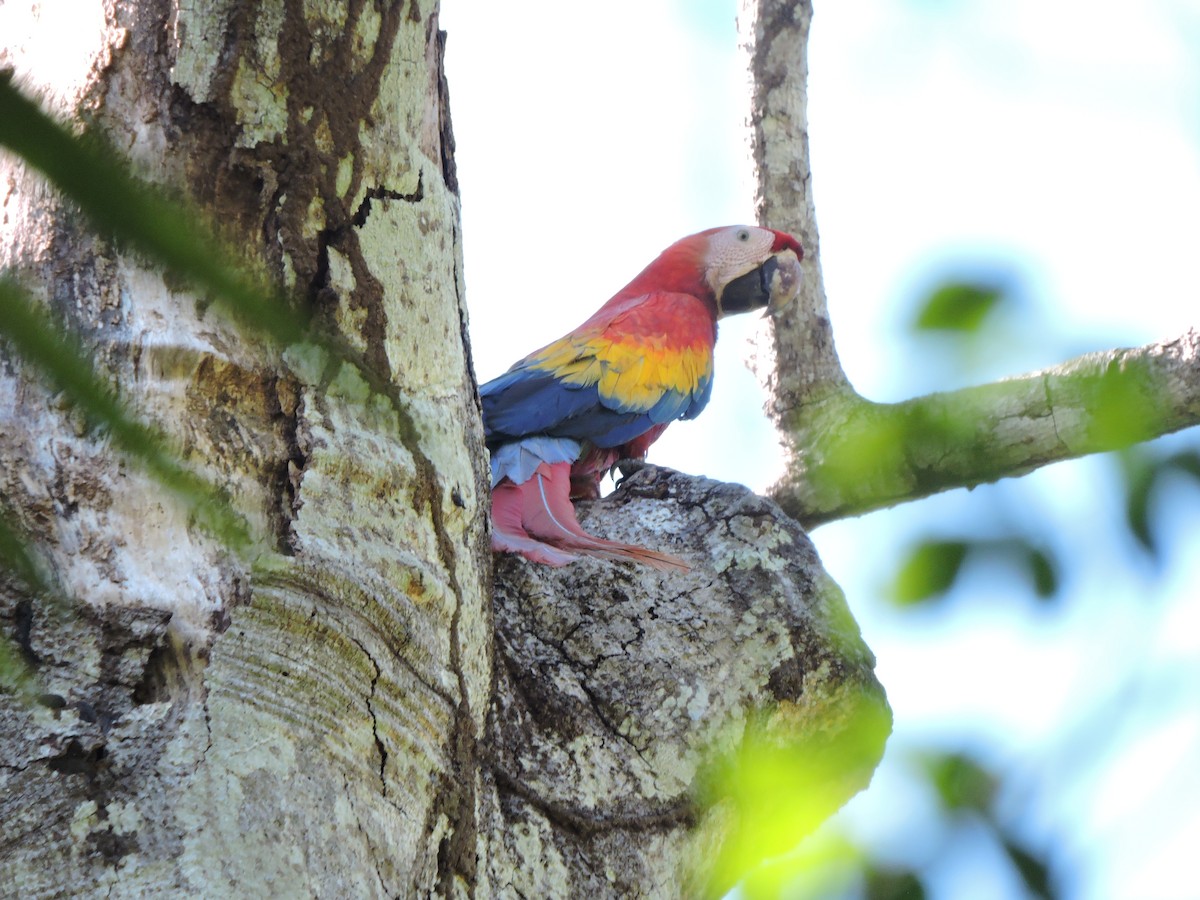 Guacamayo Macao - ML430361841