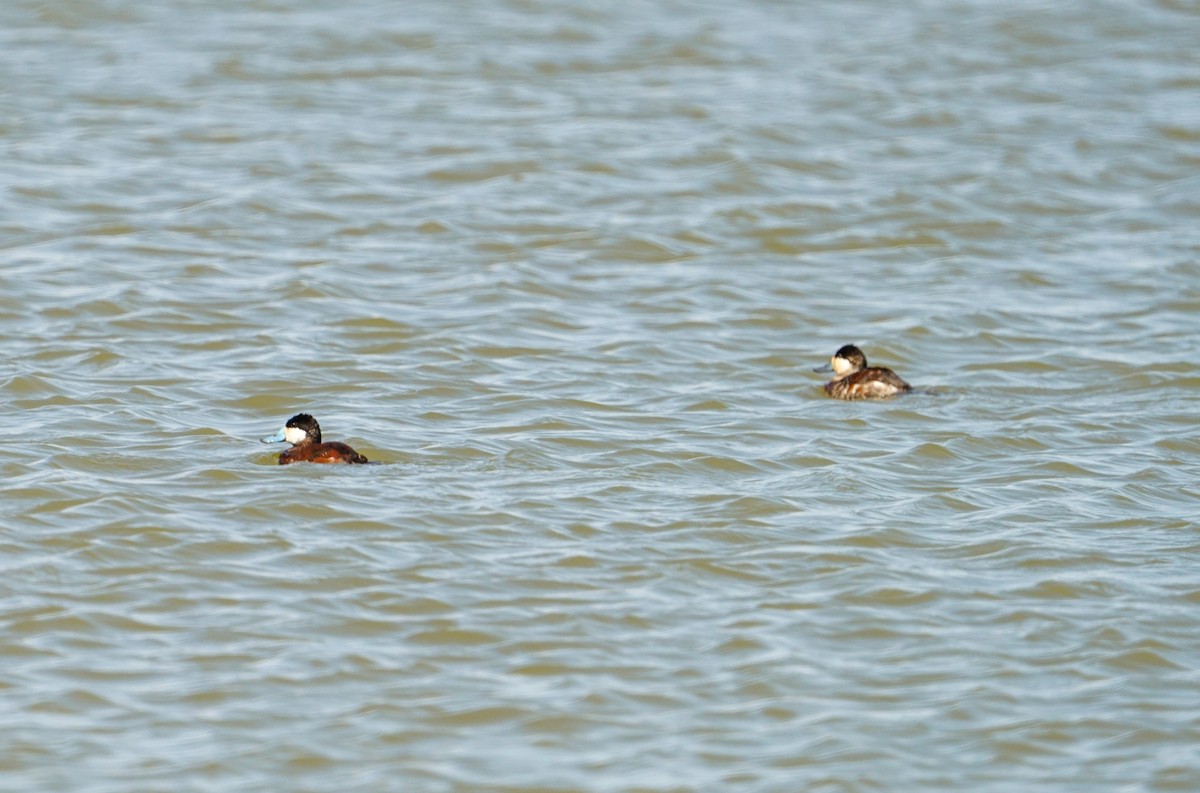 Ruddy Duck - Mark C. Miller