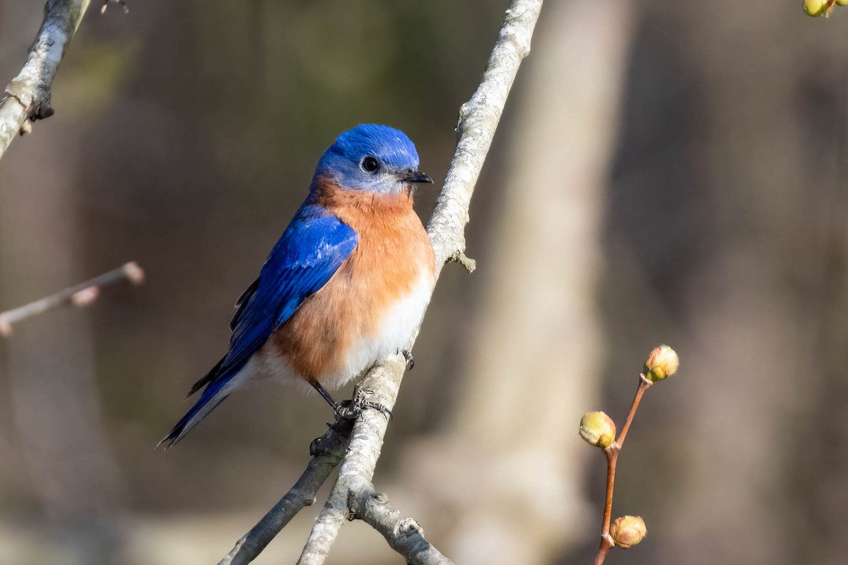 Eastern Bluebird - James Davis