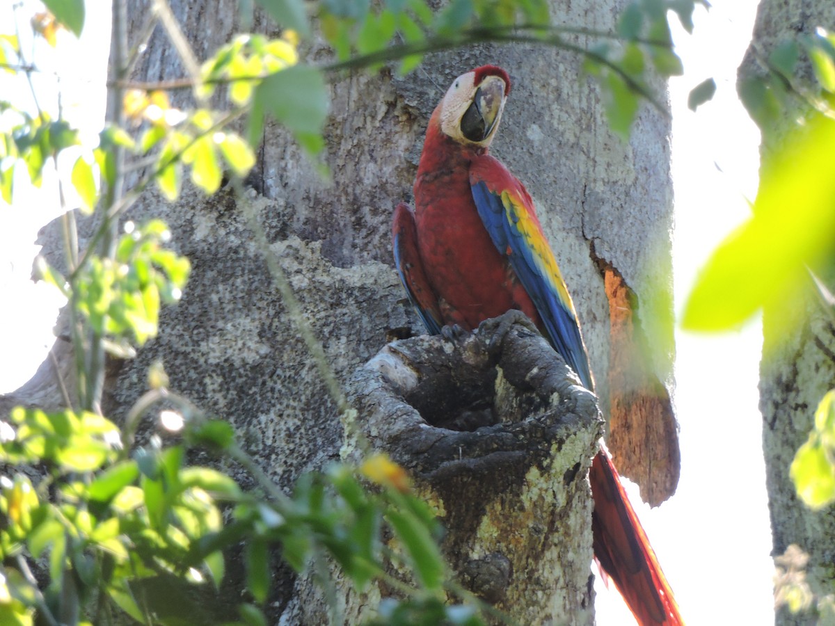 Guacamayo Macao - ML430362701