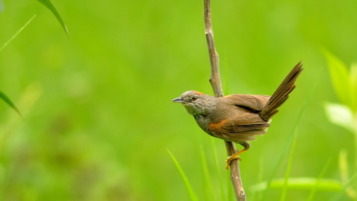 Pale-breasted Spinetail - ML43036321