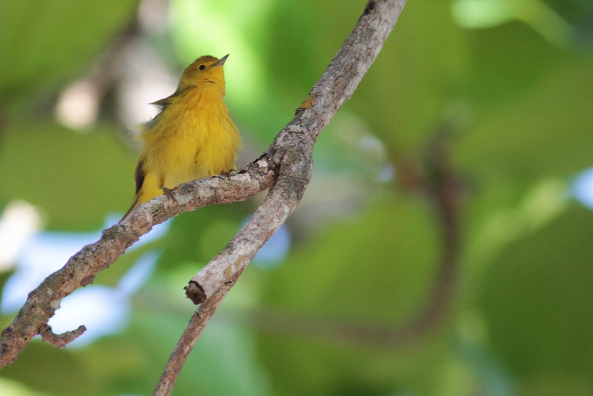 Yellow Warbler (Golden) - Marshall Iliff