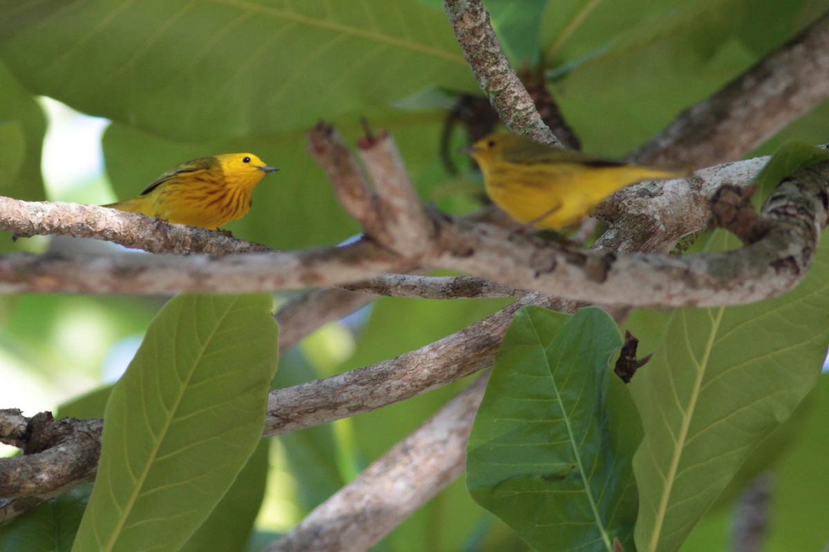 Yellow Warbler (Golden) - ML430363351