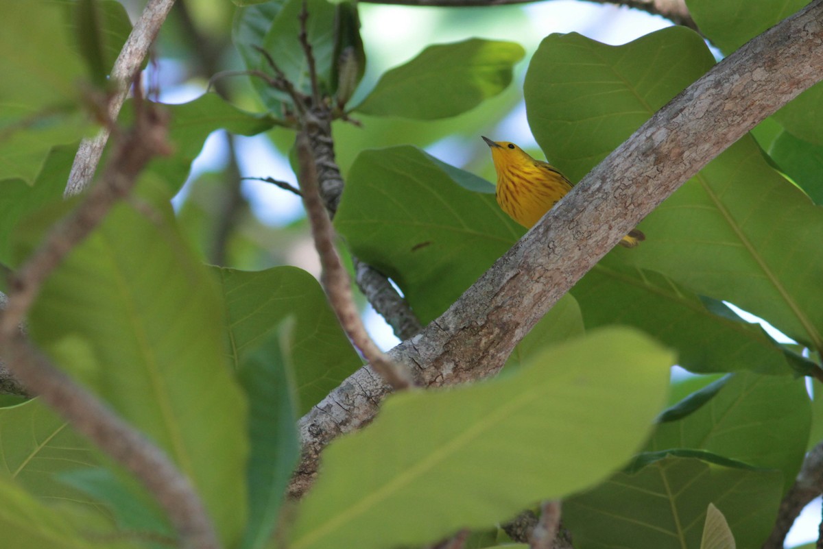 Yellow Warbler (Golden) - Marshall Iliff