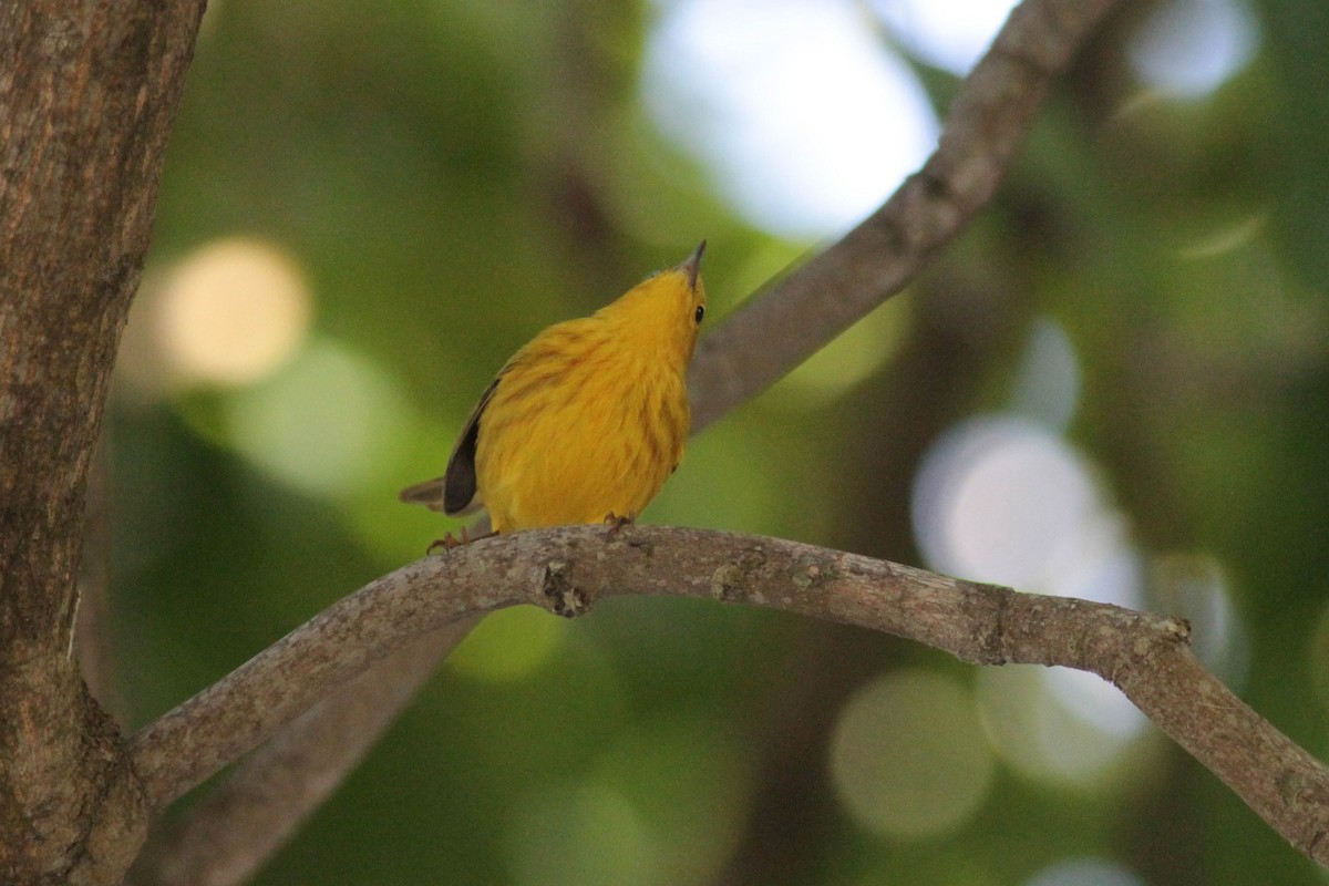 Yellow Warbler (Golden) - Marshall Iliff