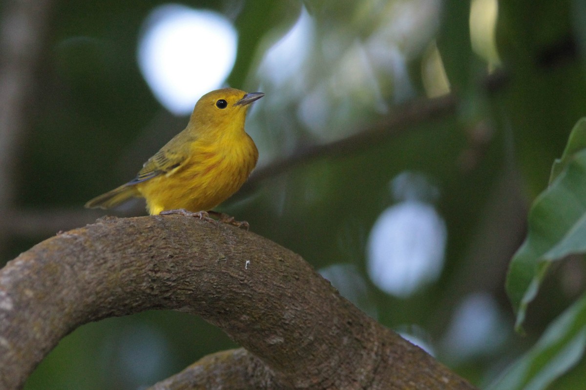 Yellow Warbler (Golden) - Marshall Iliff