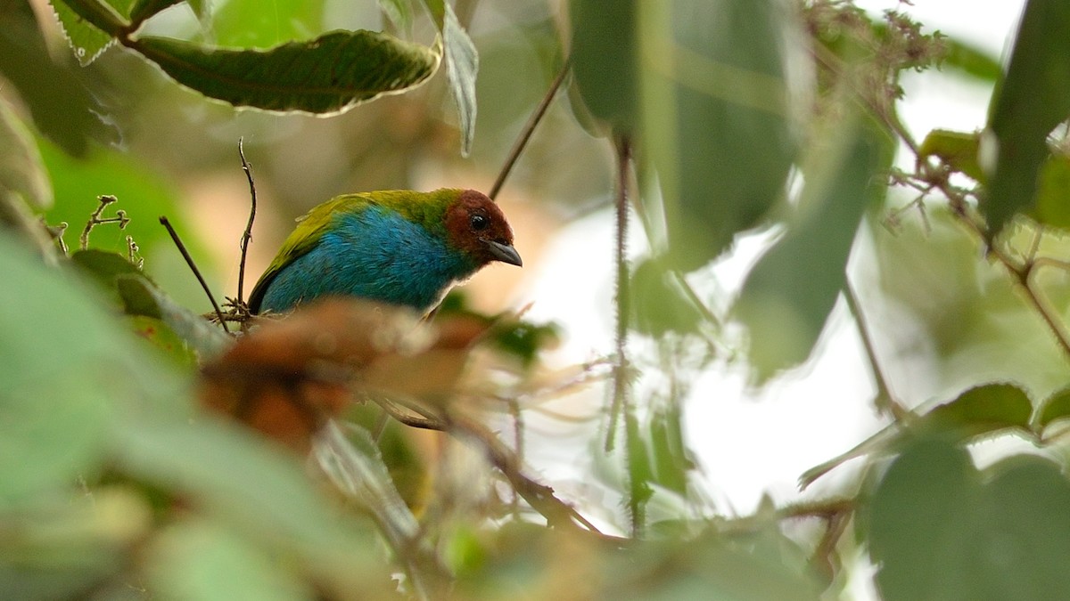 Bay-headed Tanager - ML43036351