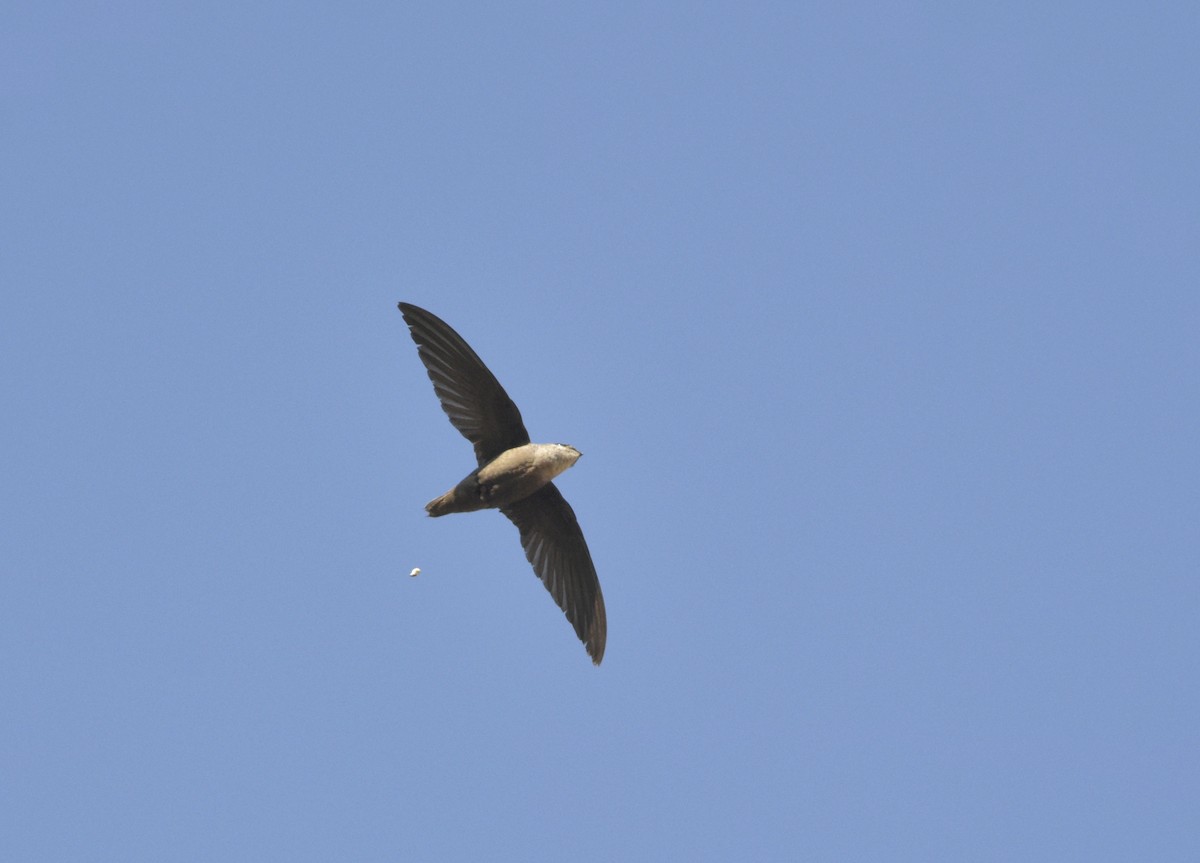 Chimney Swift - ML430363581