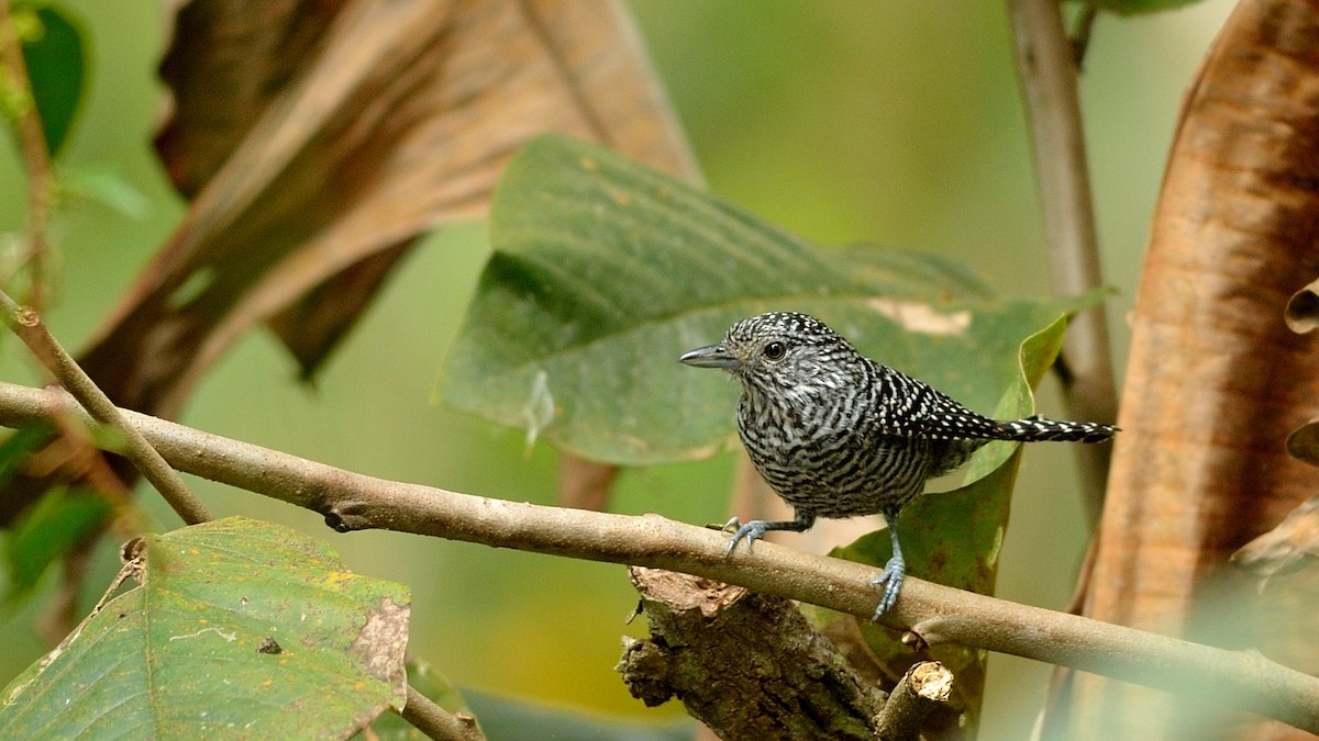Bar-crested Antshrike - Neil Diaz