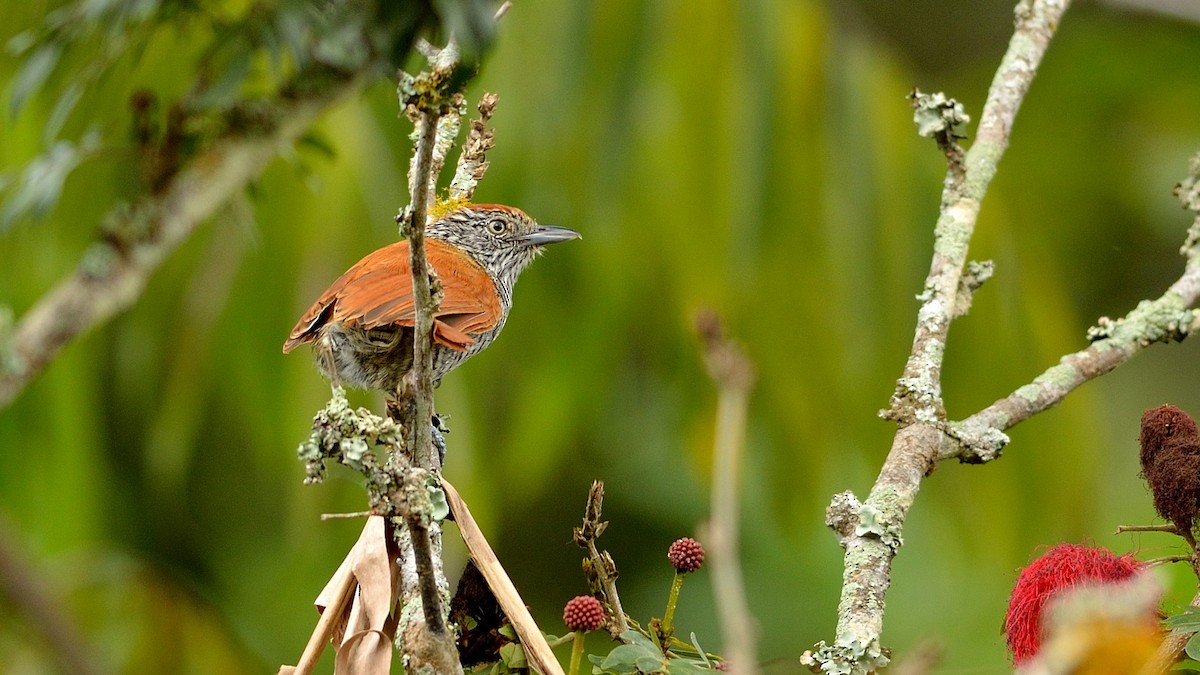 Bar-crested Antshrike - ML43036401