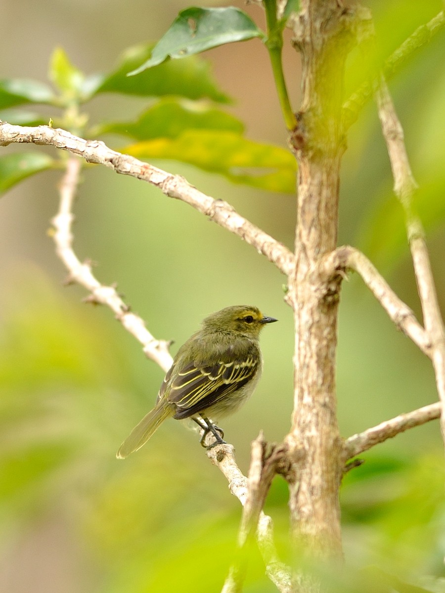 Golden-faced Tyrannulet - ML43036511