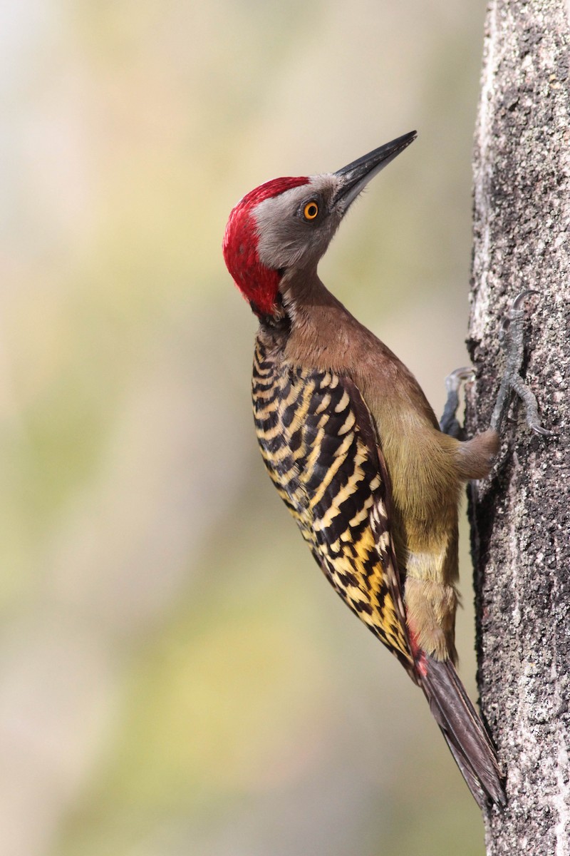 Hispaniolan Woodpecker - ML430365411