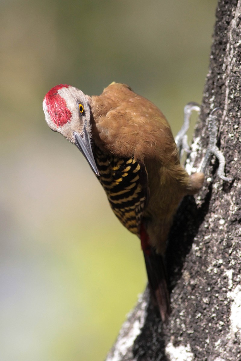 Hispaniolan Woodpecker - ML430365421