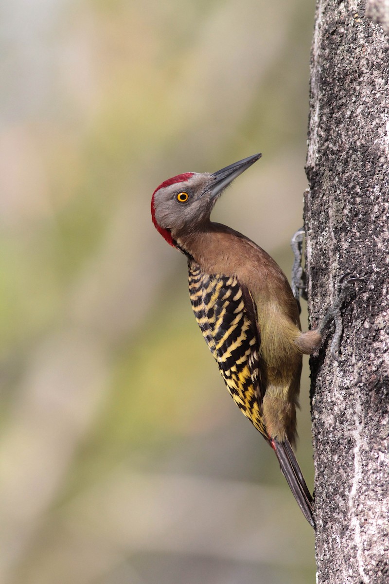 Hispaniolan Woodpecker - ML430365451