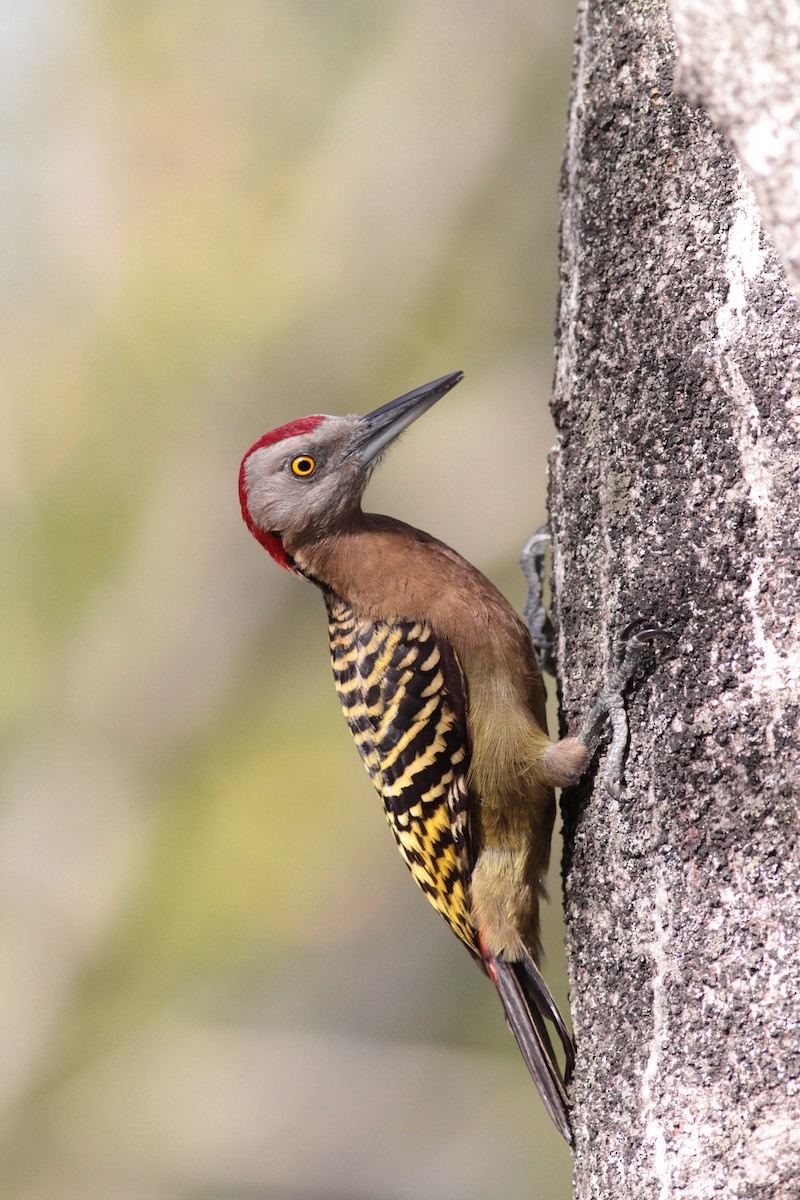 Hispaniolan Woodpecker - ML430365481