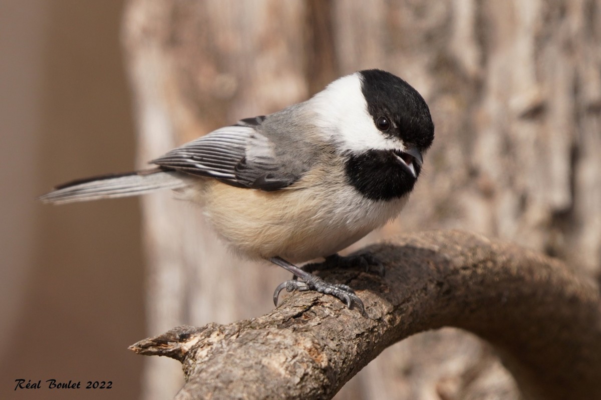 Black-capped Chickadee - ML430365671