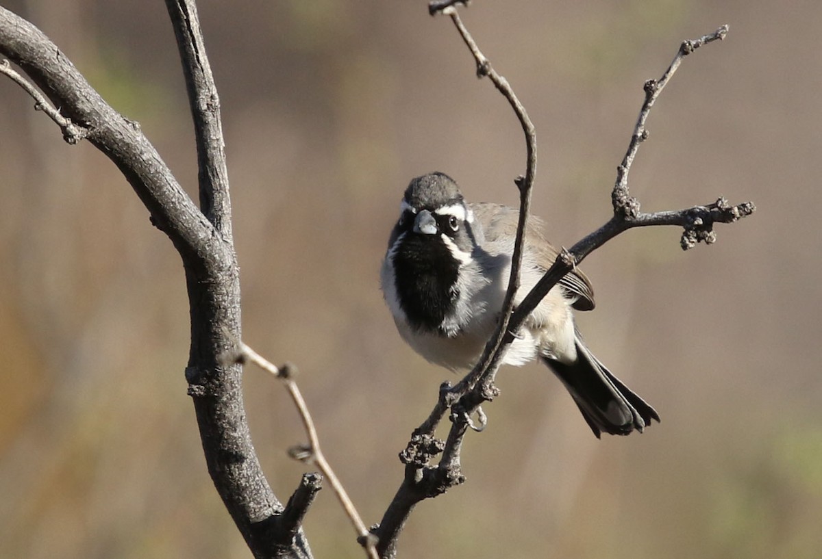 Black-throated Sparrow - ML430365801