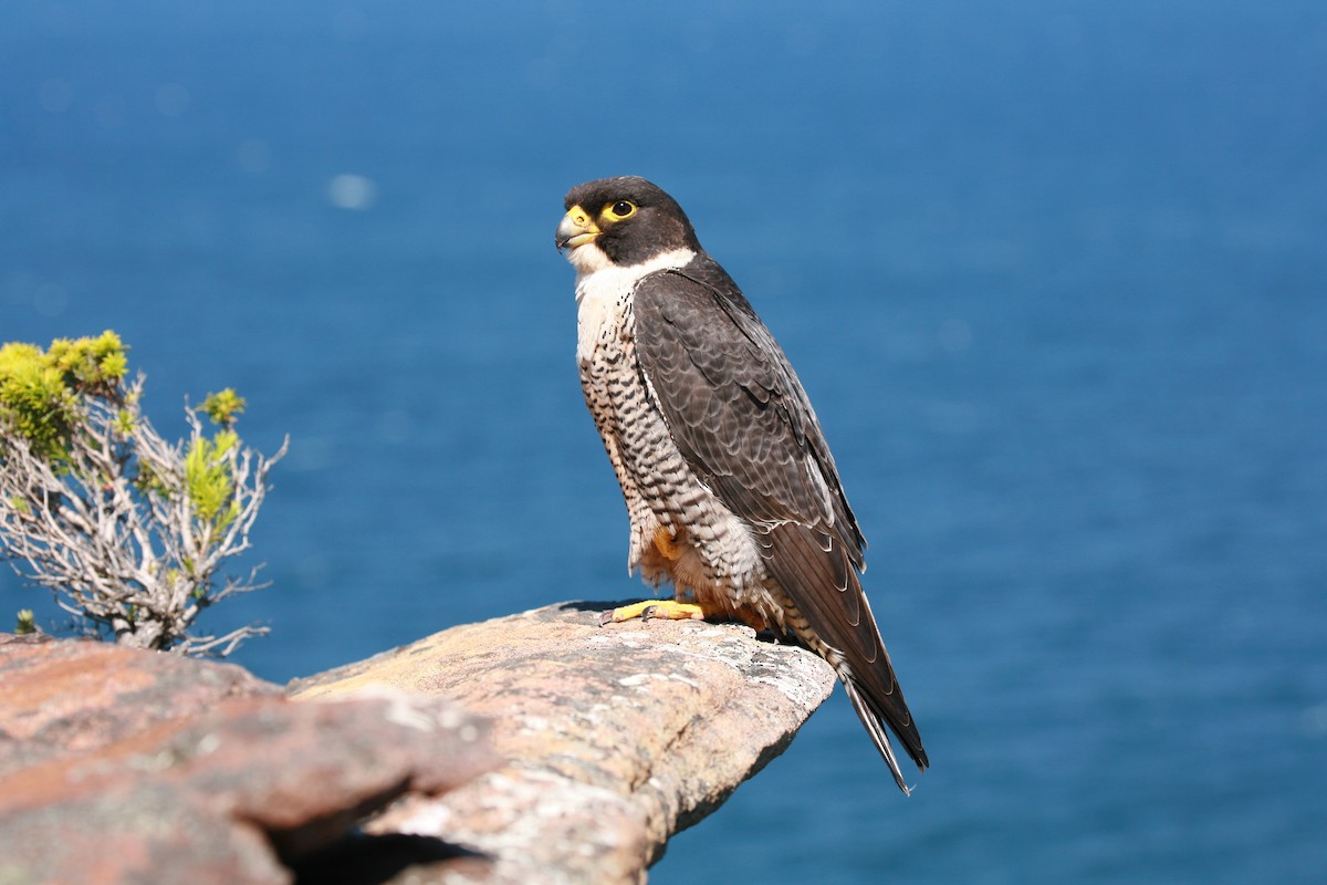 Halcón Peregrino (macropus/submelanogenys) - ML43036601