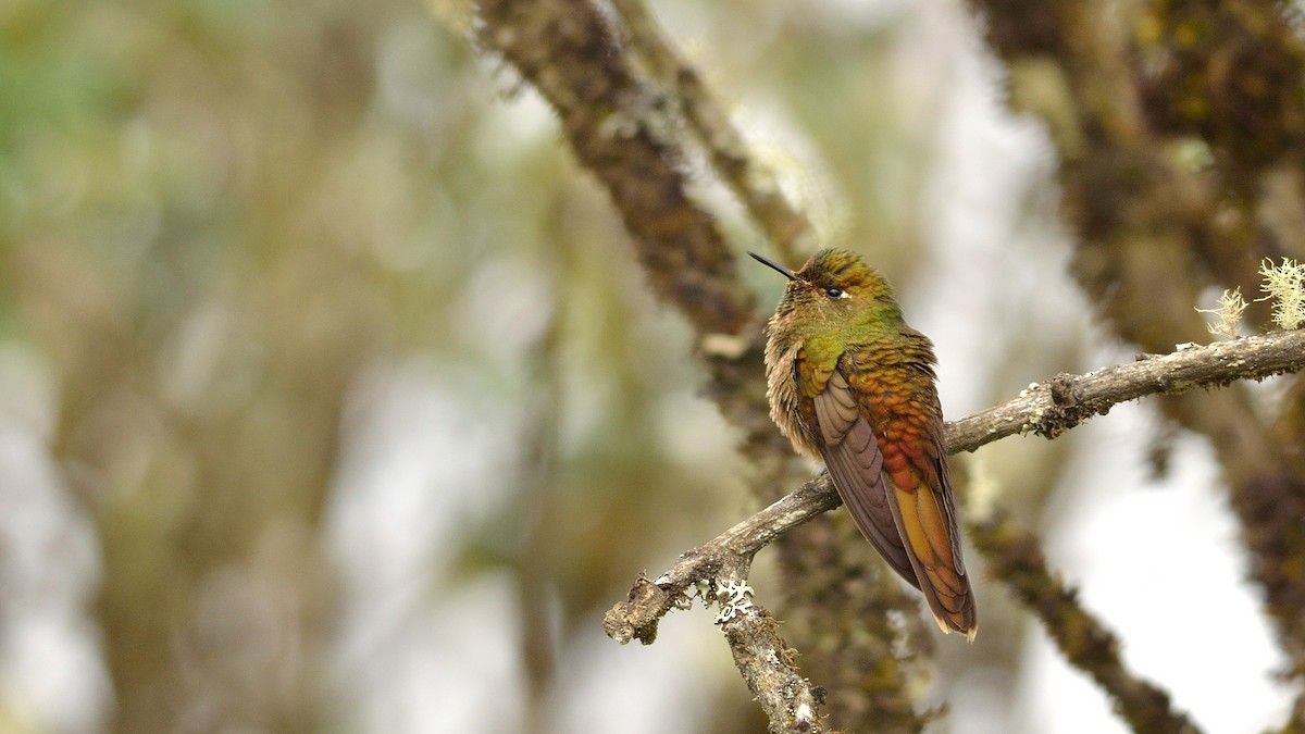 kolibřík hnědobrvý - ML43036611