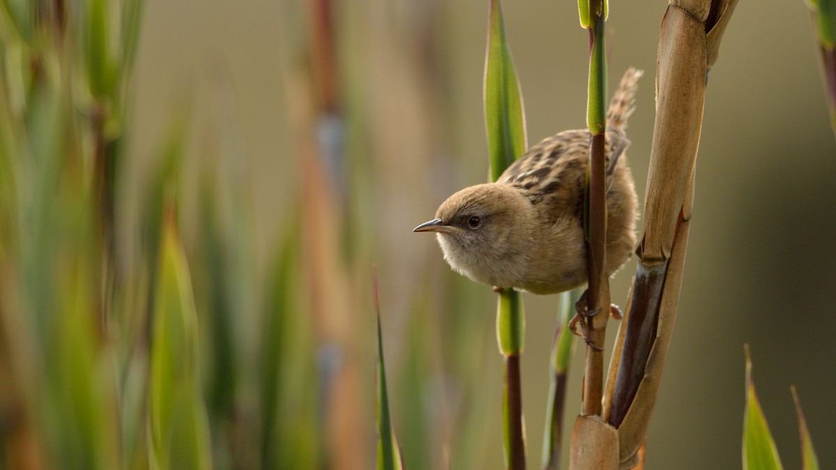 Apolinar's Wren - Neil Diaz