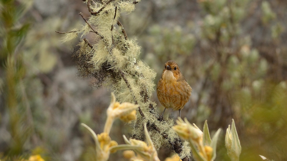 Boyaca Antpitta - ML43036911