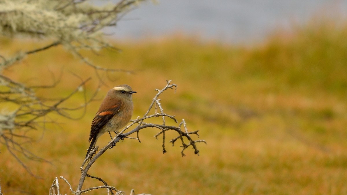 Brown-backed Chat-Tyrant - ML43036921
