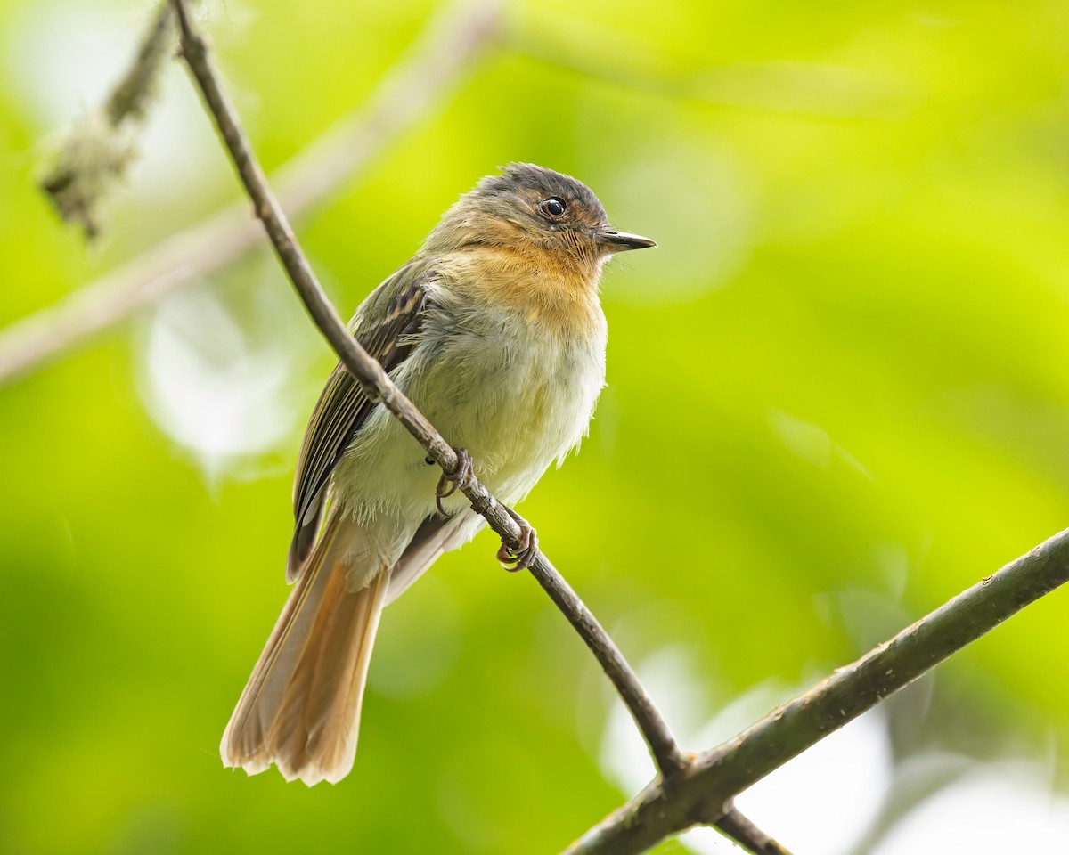 Rufous-breasted Flycatcher - ML430369231