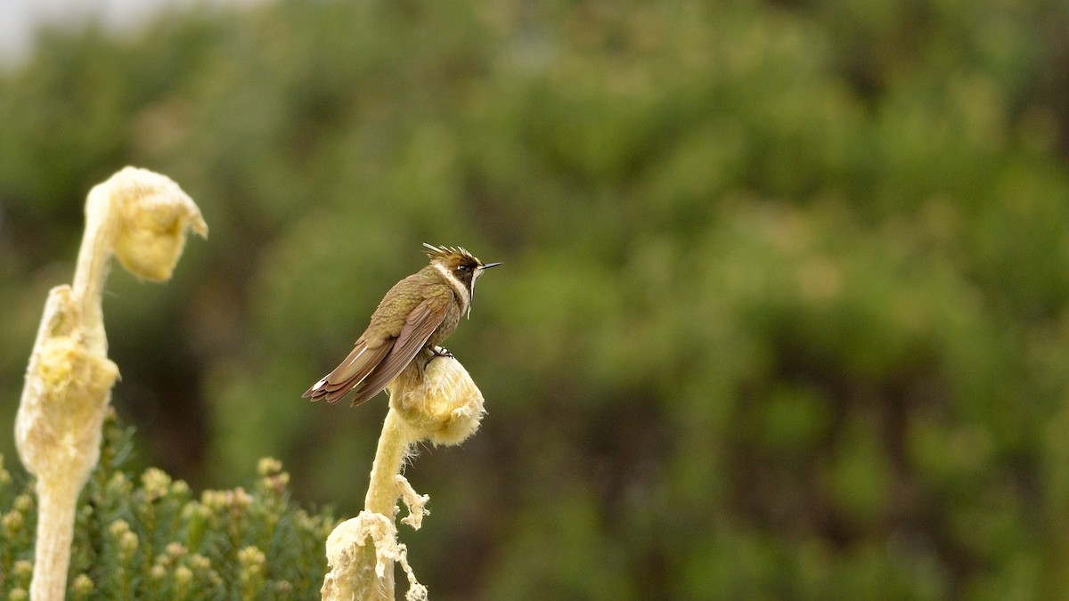 kolibřík přílbový - ML43036941