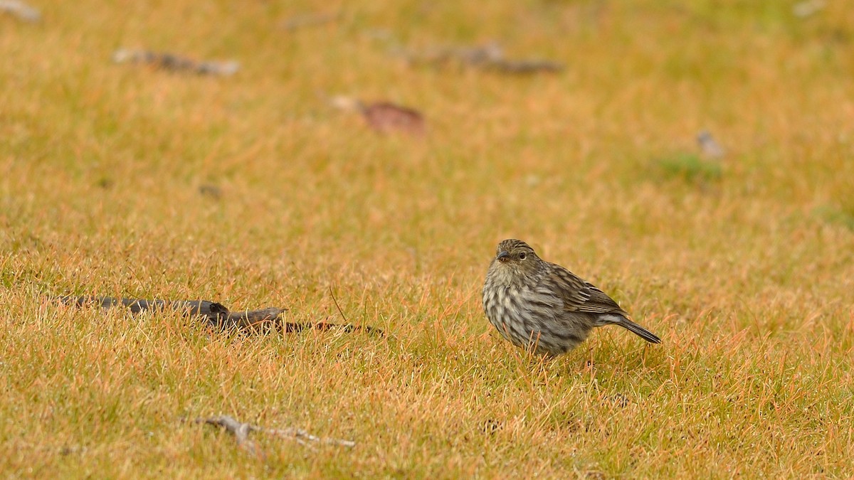 Plumbeous Sierra Finch - ML43036961