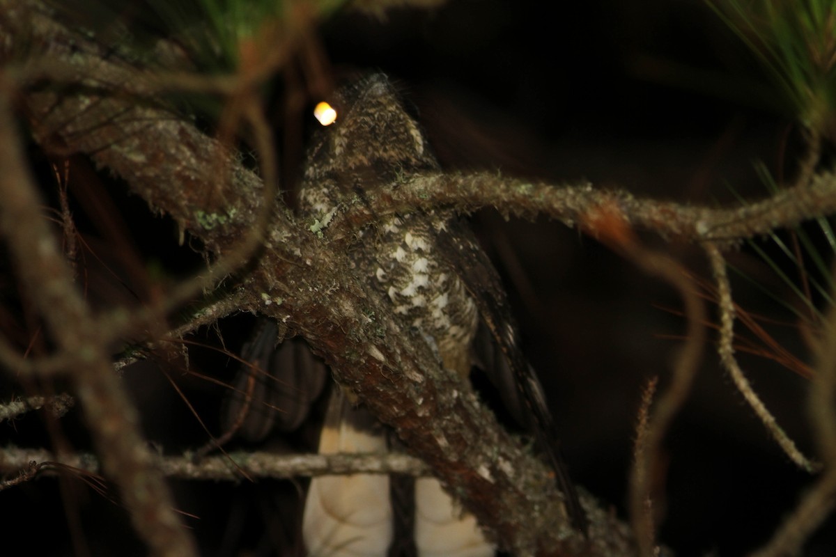 Hispaniolan Nightjar - ML430370321