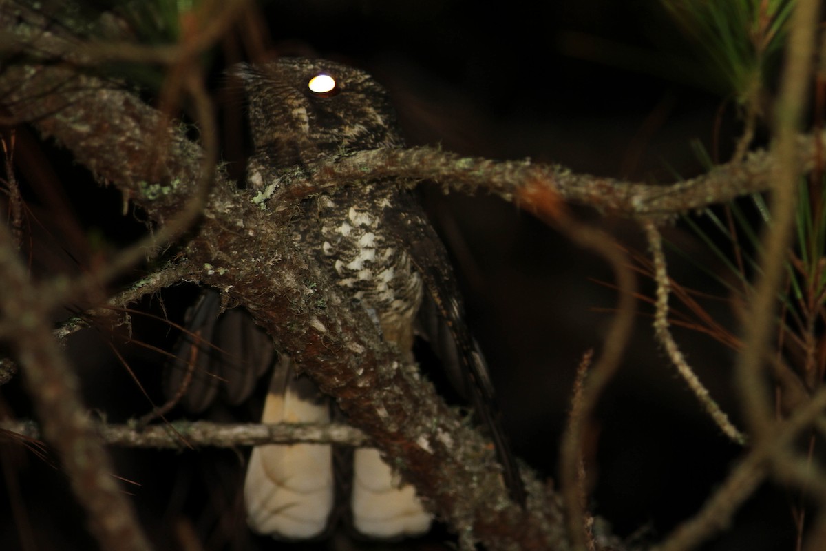 Hispaniolan Nightjar - ML430370331