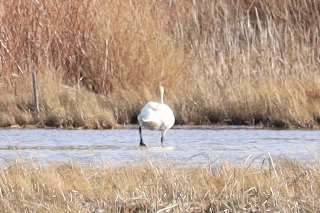 Trumpeter Swan - ML430370561