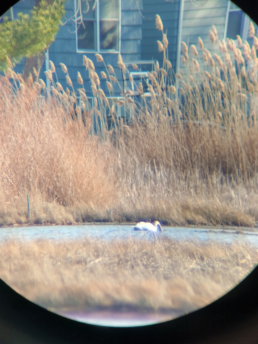 Cygne trompette - ML430370581