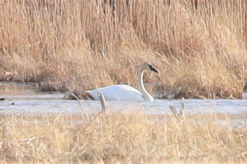 Trumpeter Swan - ML430370591