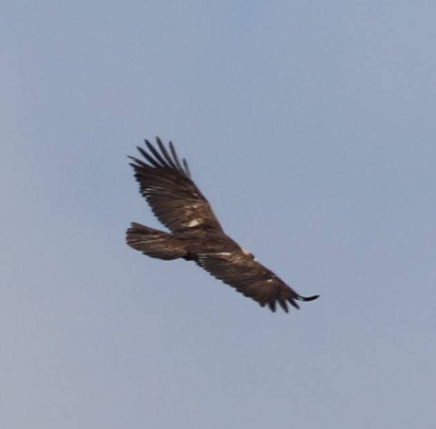 Golden Eagle - ML430371311