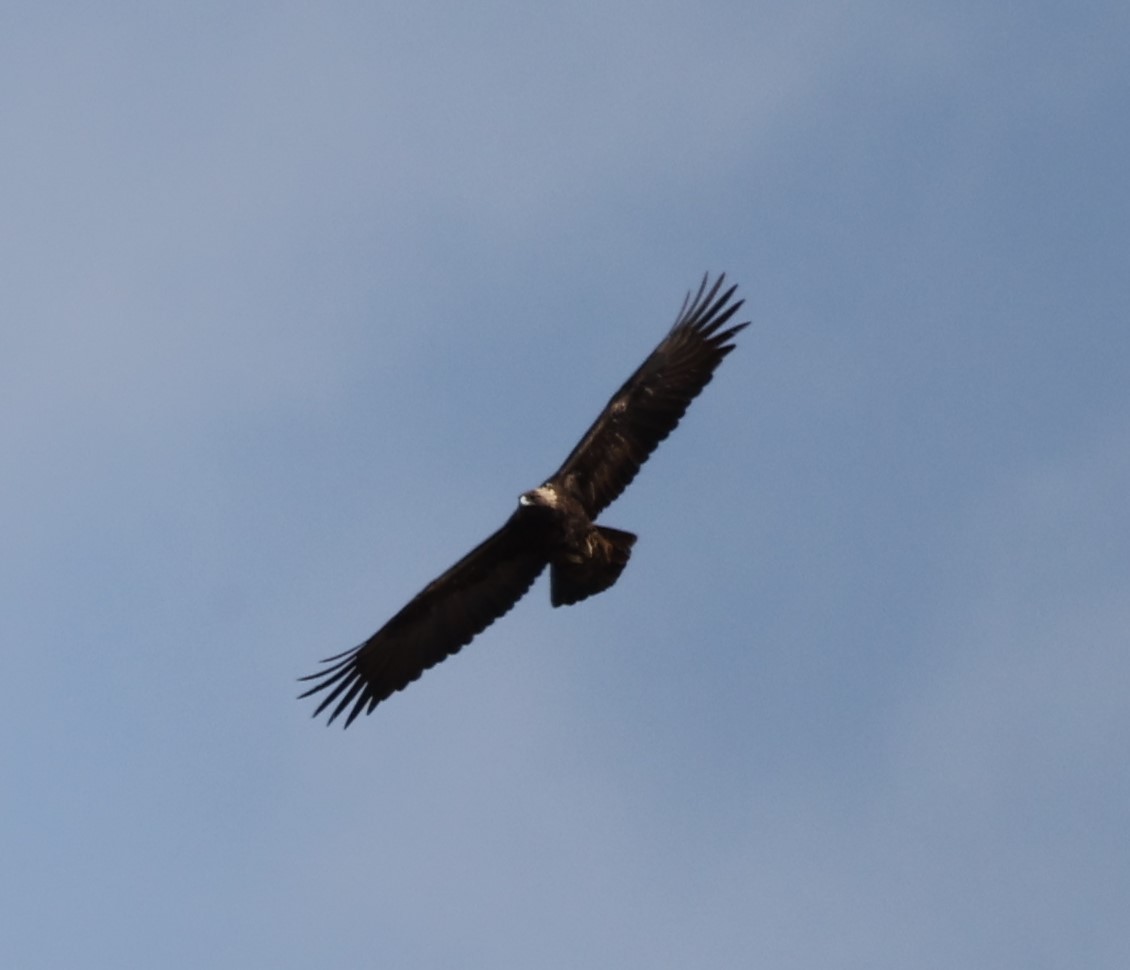 Golden Eagle - ML430371321