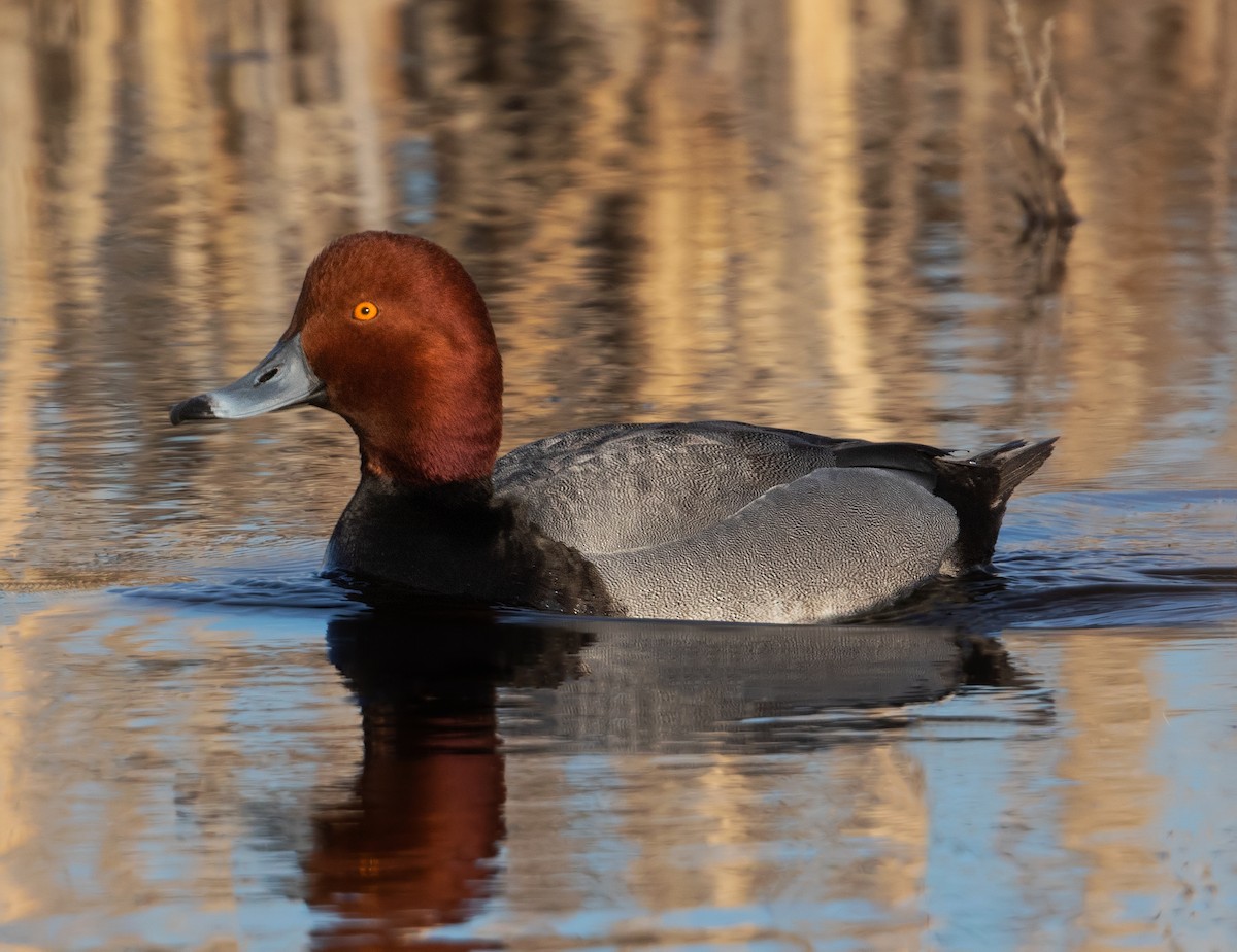 Redhead - ML430371771