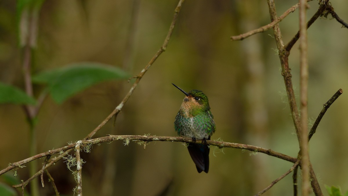 kolibřík dřišťálový - ML43037181
