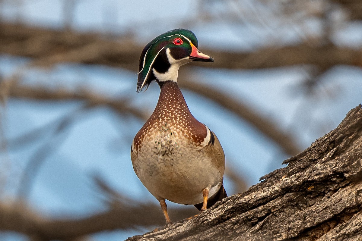 Wood Duck - ML430372611